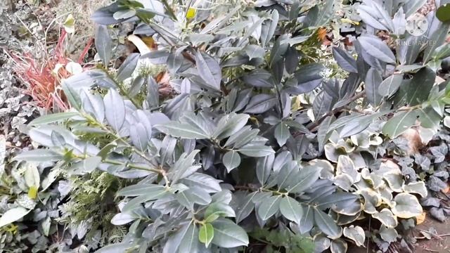 ЛАВР,БАЯРЫШНИК,ОЛЕАНДР ЛАВРОВИШНЯ,КИПАРИСОВИК,ТУИ,БАМБУК,ЮККИ,АЗАЛИИ,АУКУБА В МОЕМ САДУ!!!