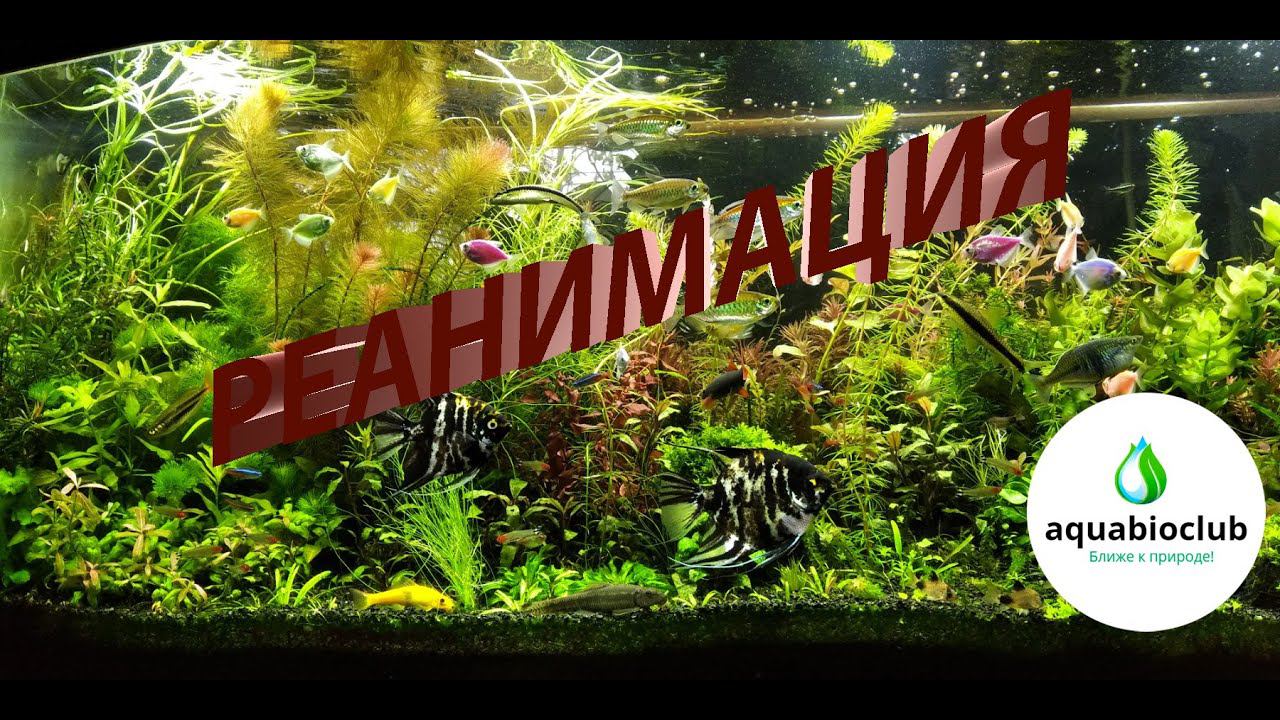 Реанимация аквариума. Как убить и оживить #аквариум. смотреть онлайн