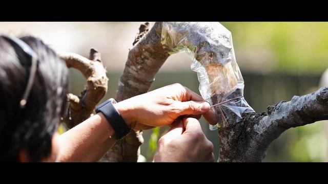 Weeping carambola - Air-layering a weeping star fruit смотреть онлайн