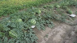 Арбузы в открытом грунте. Сезон 2021