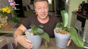 УДОБРЕНИЕ ОРХИДЕЙ в зиму с поливом орхидеи // вторая подкормка фаленопсисов