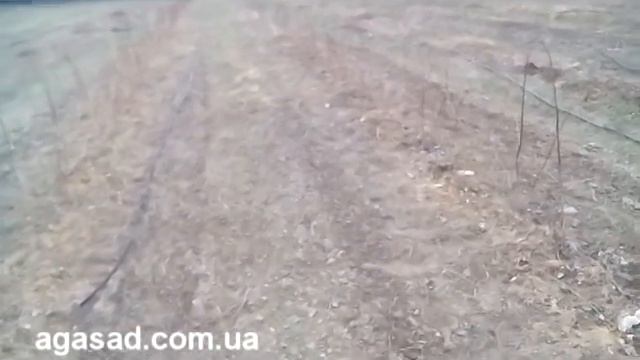 Весна, прополка летней малины смотреть онлайн