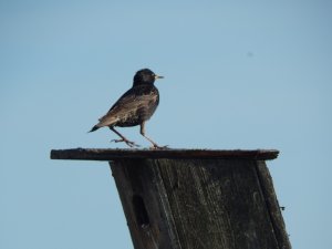 Санитары наших огородов и садов