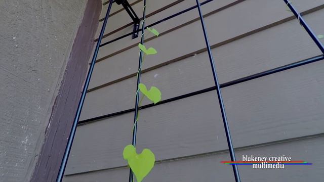 The Great Vine Race Nears Completion - Teaser смотреть онлайн