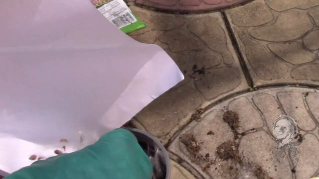 СТАПЕЛИЯ. РАЗМНОЖЕНИЕ СЕМЕНАМИ. смотреть онлайн