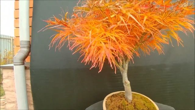 Краски осени Bonsai acer palmatum Villa Taranto клен веерный Вилла Таранто 2020 год смотреть онлайн