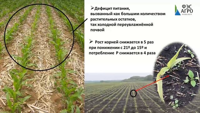 Кукуруза. Ресурсы повышения урожайности
