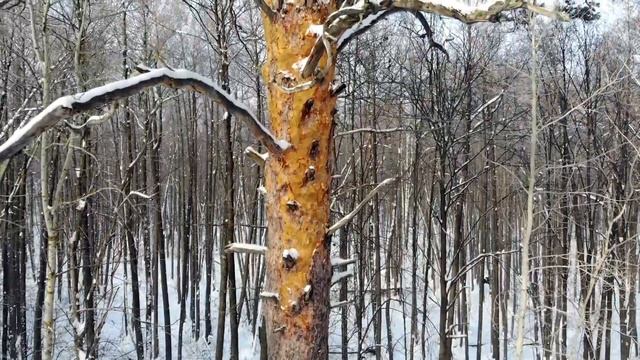 Прогулка по зимнему Бузулукскому бору [Buzulukskiy Bor] смотреть онлайн