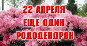 22 апреля. Высадила в горшок новый рододендрон.mp4