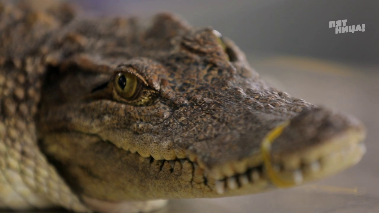 Орел и решка: Жареный крокодил в Хошимине