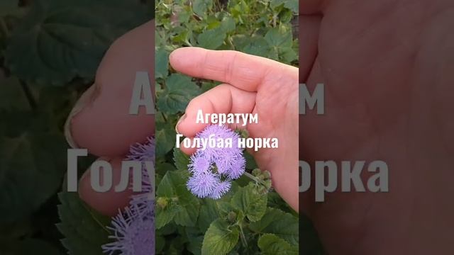 Агератум начало цветения #цветники #шортс смотреть онлайн