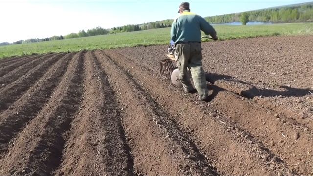 Нарезка гребней для посадки картофеля мотоблоком.