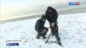 На ямале на лежбище 5000 моржей