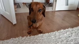 Такса накосячила