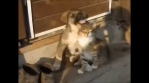 Дружба кошек и собак  Трогательное видео дружбы и милые приколы с кошками и собаками