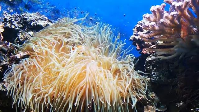 1000 SUBSCRIBERS - ZSL LONDON ZOO SPECIAL VIDEO - Regents Park , London , UK - 21.08.2019 смотреть онлайн