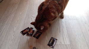 Монеты удачи. Animals super live.