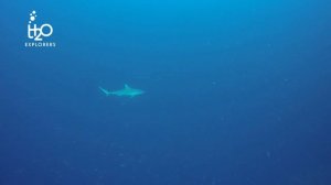 Diving Moofushi Kandu (HD) - South Ari Atoll, Maldives