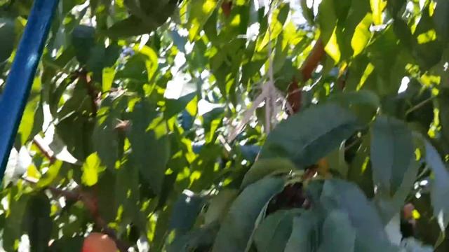 Персики "Красна девица" и "Кардинал". Второе плодоношение 2020... смотреть онлайн