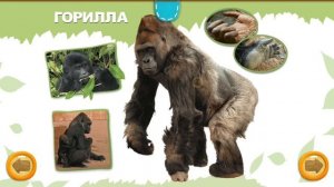 Животные Джунглей для детей. Тигр, горилла, крокодил, змея. Познавательный мультик для детей