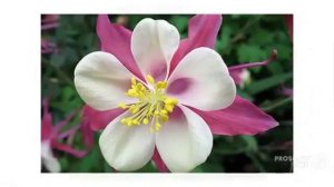 Цветы Аквилегия (Aquilegia flower)