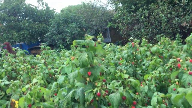 Малина Полька #МАРАВИЛЛА #ЗЮГАНА #МАПЕМА #ПОЛЬКА Бизнес идеи смотреть онлайн