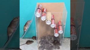 Смертоносная ловушка для крыс