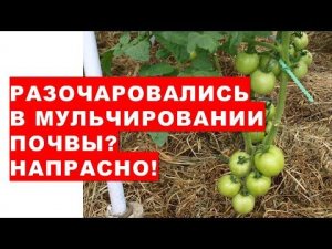 Разочаровались в мульчировании почвы? Напрасно!