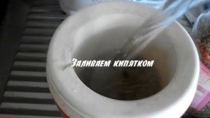 Запаренные овёс и пшеница волнистым попугайчикам.