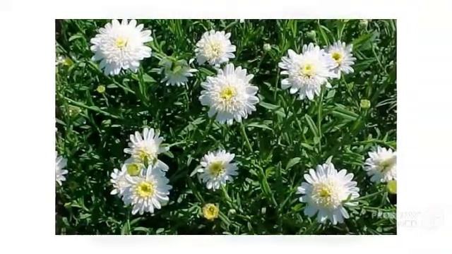 Kalimeris - garden plants смотреть онлайн