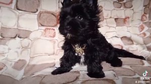 Черный йорк щенки