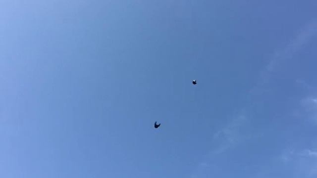 Николаевские голуби. Жуки смотреть онлайн