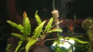 карликовые раки и креветки