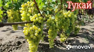 Виноград Тукай