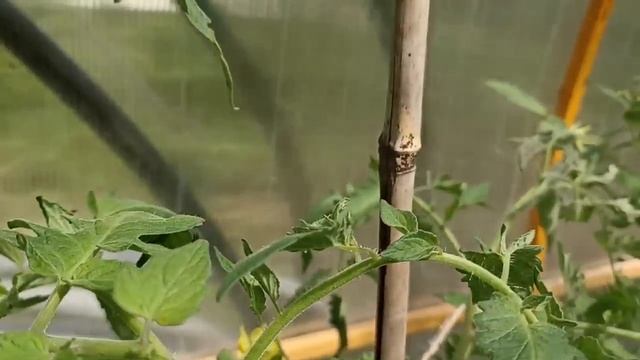 579. Помидоры цветут, а будет ли толк? смотреть онлайн