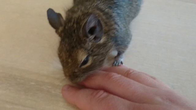 Дегу переговаривается отвечает звуками на кашель и слова смотреть онлайн