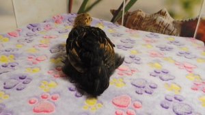 Порода кур #ВИАНДОТ , цыпленок №2 , возраст 1 месяц / Породистые куры / С/Х птица