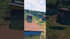 Сезон 2022. Башкортостан. Нуримановский район. Пасека Исламгуловых. Честный Башкирский мёд.