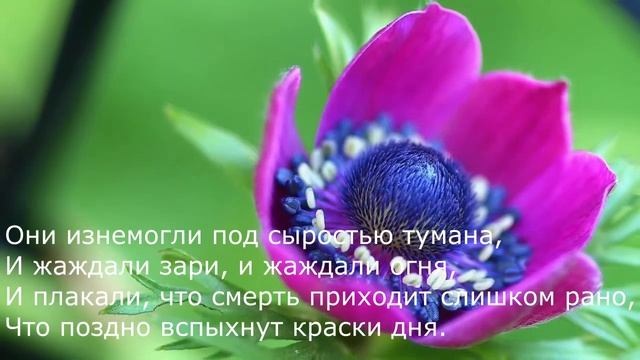 Константин Бальмонт - Туманы
