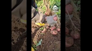 Картофель "Сарпо Мира " сезон 2023.