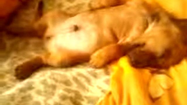 Шерлок и сон,война миров смотреть онлайн