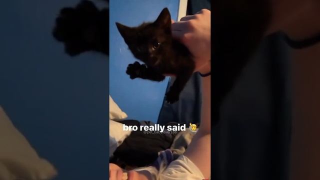 Котики