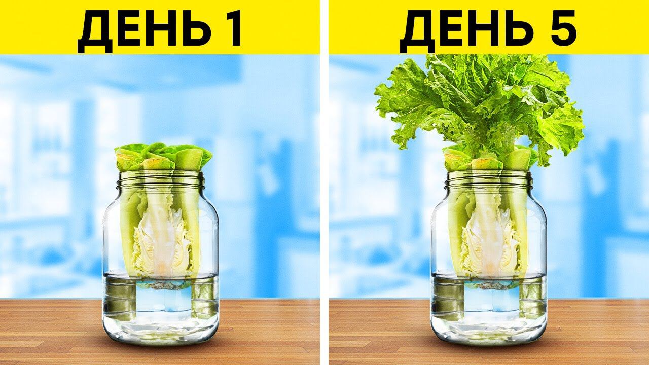 Садоводство для начинающих  Превратите остатки в новые растения и выращивайте свой own овощи дома