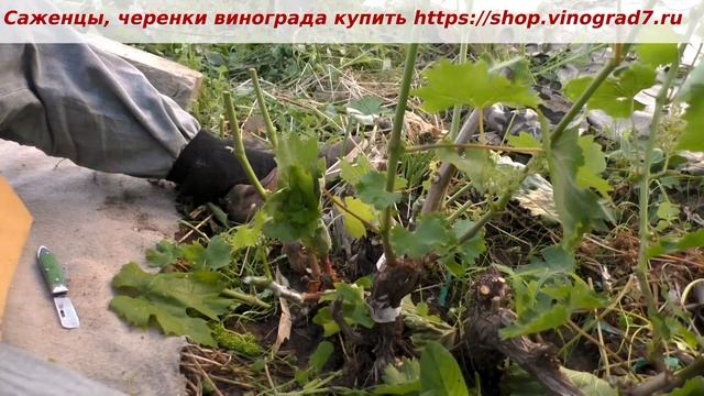 Перепрививка винограда- зеленым в зеленое, Квадрис и азоксистробин в защите виноградников. Пузенко