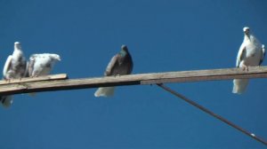 Голуби # В гостях у Шафоростова. А. # Бизон #15.10.2023.г. 🎥🕊️🇷🇺