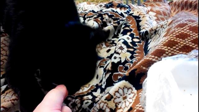 Кошка ест изюм. Cat eats raisins)) смотреть онлайн