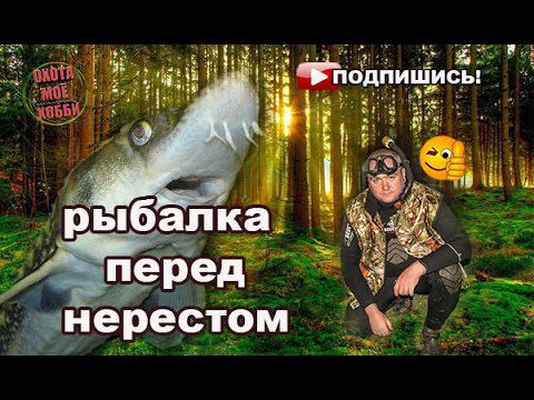 #ПОДВОХ: Поохотился перед закрытием смотреть онлайн