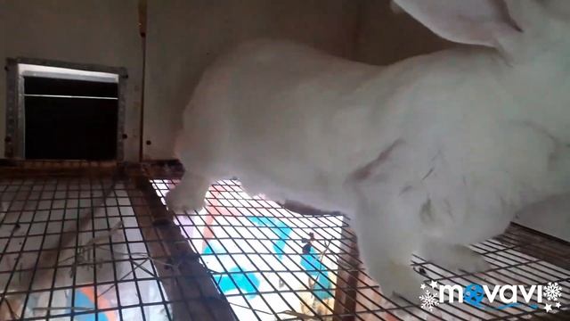 Обзор. Кролики. Сколько ест кролик комбикорма. Крольчиха строит гнездо для окрола.