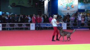 Чемпионат Москвы 2013 по танцам с собаками.