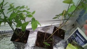 Зацвела голубика на балконе, какой урожай будет. Сорта голубики.